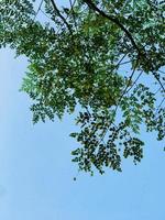 árbol ver desde fondo con cielo foto