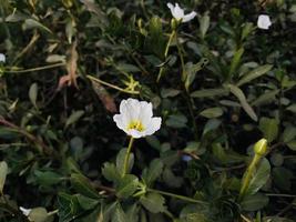 Wild White flower with green background for mobile wallpaper photo