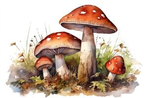 Hand drawn watercolor illustration of mushrooms with a white isolated background. photo