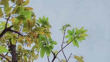 Green leaves of a mango tree photo