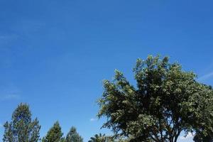 Green leaves of a mango tree photo