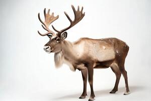 aislado masculino reno en blanco antecedentes Navidad fiesta ai generado foto