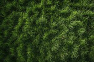 Top down view of grass texture. photo