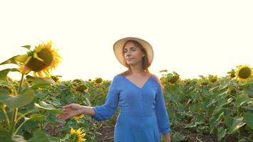 vrouw in een blauw jurk en hoed snuift en onderzoekt een zonnebloem in de veld- Bij zonsondergang. landbouw. oogsten video