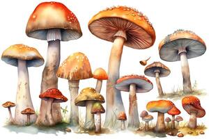 Mushroom collection illustrated in watercolors against a white background. photo