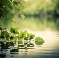 green leaf reflected in the lake photo