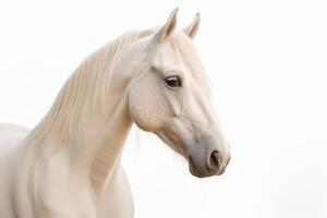 Albino horse isolated on white background photo