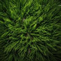 Image of multiple grass seamless background photo