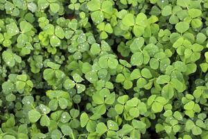 A green lawn after the rain in early spring. Shamrock leaves with raindrops. Macro. photo