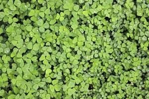 A green lawn after the rain in early spring. Shamrock leaves with raindrops. Macro. photo