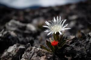 The edelweiss flower grows on one of the planets in space where there is no life, recovery of the planet after the apocalypse, . photo