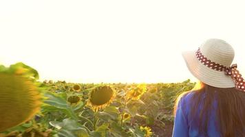 Woman in a blue dress and hat sniffs and examines a sunflower in the field at sunset. Agriculture. Harvesting video