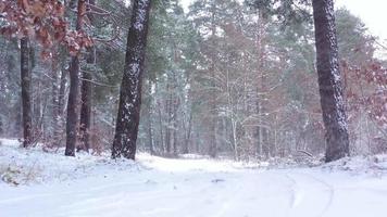 View from the air of winter forest during a snowfall video