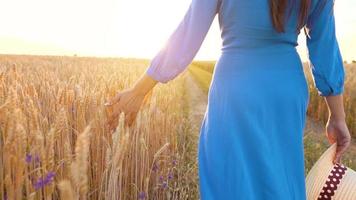 femmina mano toccante Grano su il campo nel un' tramonto leggero video