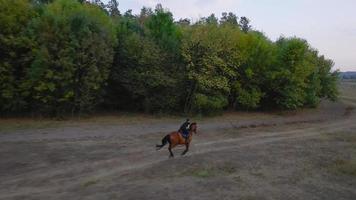 kvinna ridning häst förbi galopp video
