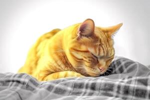A sick tired tabby cat lies sleeping on a yellow plaid, close-up. . photo