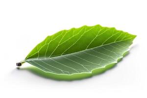 Green textural leaf from a tree close-up, isolate. . photo