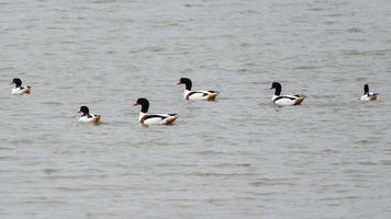 Six Shelducks swimming in a lagoon photo