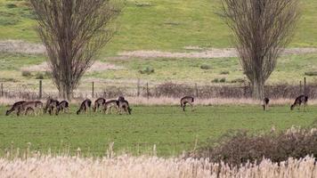 Herd of deer grazing on a pasture photo