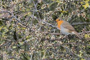 Robin perched among spring buds photo