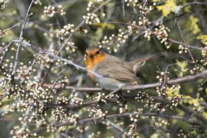 Robin curiously watching the camera photo