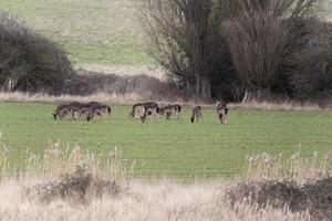 Wild deer grazing on pasture photo