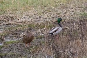 Male and female Mallard ducks photo