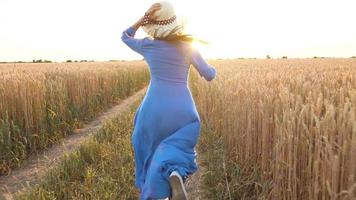 Female hand touching wheat on the field in a sunset light video