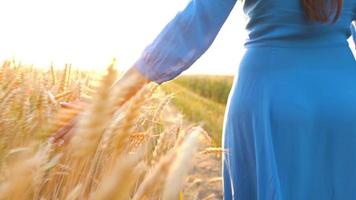 vrouw hand- aanraken tarwe Aan de veld- in een zonsondergang licht video