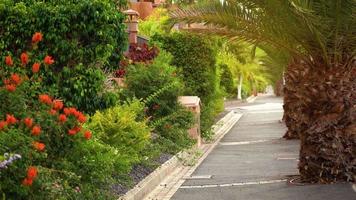 camera beweging door de tropisch palm steeg Bij zonsondergang. tenerife, kanarie eilanden, Spanje video