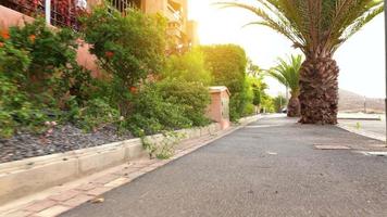 Camera movement through the tropical palm alley at sunset. Tenerife, Canary Islands, Spain video