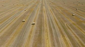 Aerial view of haymaking processed into round bales. Red tractor works in the field video