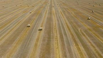 Aerial view of haymaking processed into round bales. Red tractor works in the field video