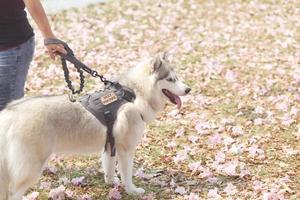 contento siberiano fornido perro cara cerca arriba en perro Correa en el campo y rosado tecoma , rosado trompeta árbol , tailandés Cereza florecer sakura calle en primavera foto