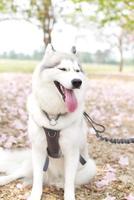 happy siberian husky dog face close up on the field and Pink Tecoma , Pink Trumpet Tree , thai cherry blossom sakura street in spring with blue sky photo
