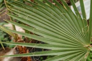 Palm leaf close-up. Greenhouse with a large variety of green plants. The concept of planting crops in spring. photo
