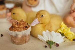 Cute fluffy ducklings on the Easter table with quail eggs and Easter cupcakes, next to a little girl. The concept of a happy Easter. photo