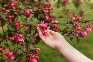 Pink flowers of a blossoming apple tree in a woman's hand. photo
