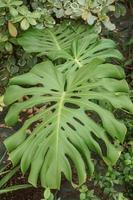 Monstera sheet close-up. Greenhouse with a large variety of green plants. The concept of planting crops in spring. photo