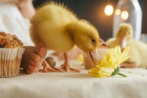 A little girl is sitting on the Easter table and playing with cute fluffy ducklings. The concept of celebrating happy Easter. photo
