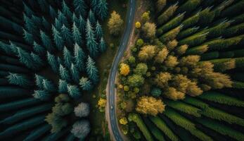 Aerial top view of asphalt road through autumn season forest, falling leaves time, environment, health, green economy, view of nature ecosystem for save Earth with . photo