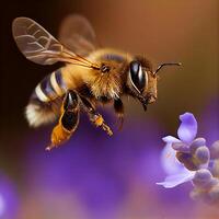 Honey bee fly in the garden with flower and nectar photo