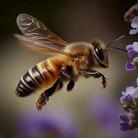 Honey bee fly in the garden with flower and nectar photo