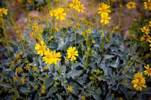 Tansy Ragwort Flower photo