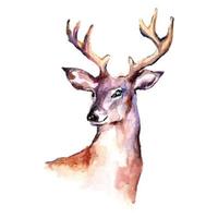 acuarela ciervo terminado blanco fondo, vector dibujos animados animales ilustración Arte para fondo de pantalla