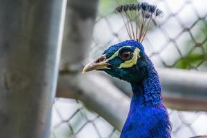 blue peacock face photo