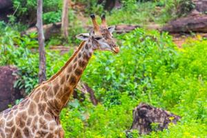 Face Masai giraffe photo