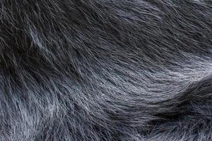 detail of black bear fur photo