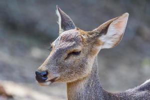 Baby deer close the eye photo