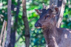 antler out of mule deer photo